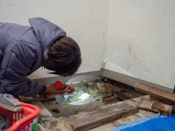 Best Commercial Mold Inspection  in St Paris, OH