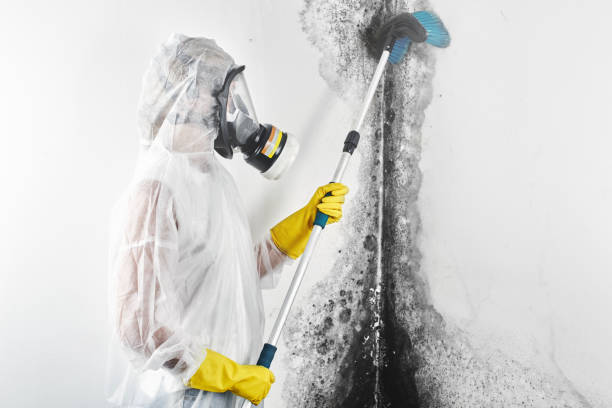 Best Dehumidification Services  in St Paris, OH