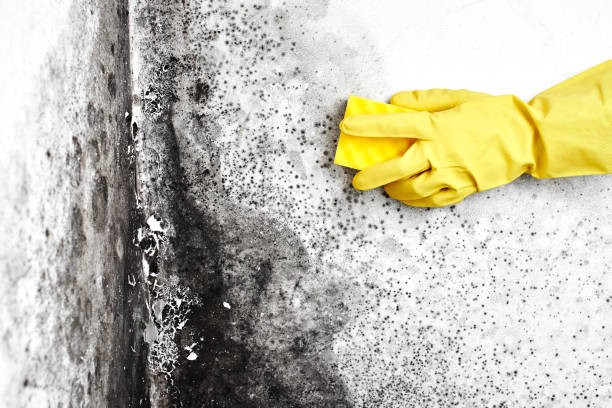 Best Mold Documentation for Insurance Claims  in St Paris, OH